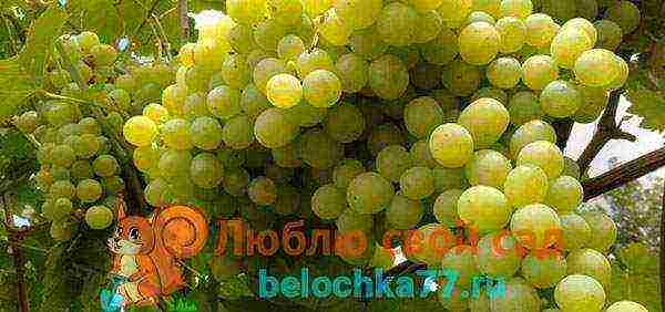 grapes for the Moscow region are the best variety