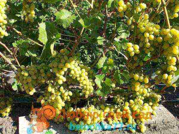 grapes for the Moscow region are the best variety