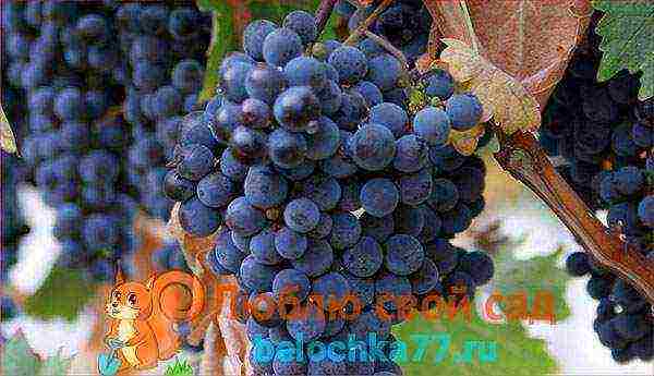 grapes for the Moscow region are the best variety