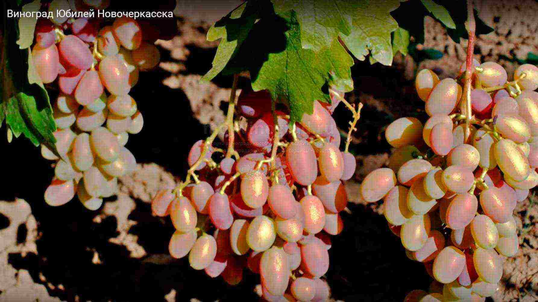 grapes for the Moscow region are the best variety