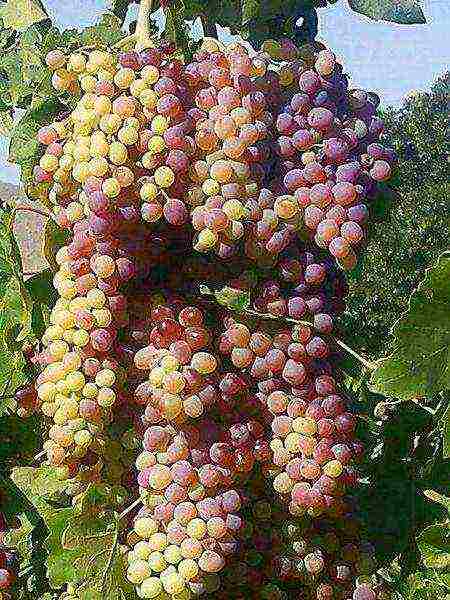 grapes for the Moscow region are the best variety