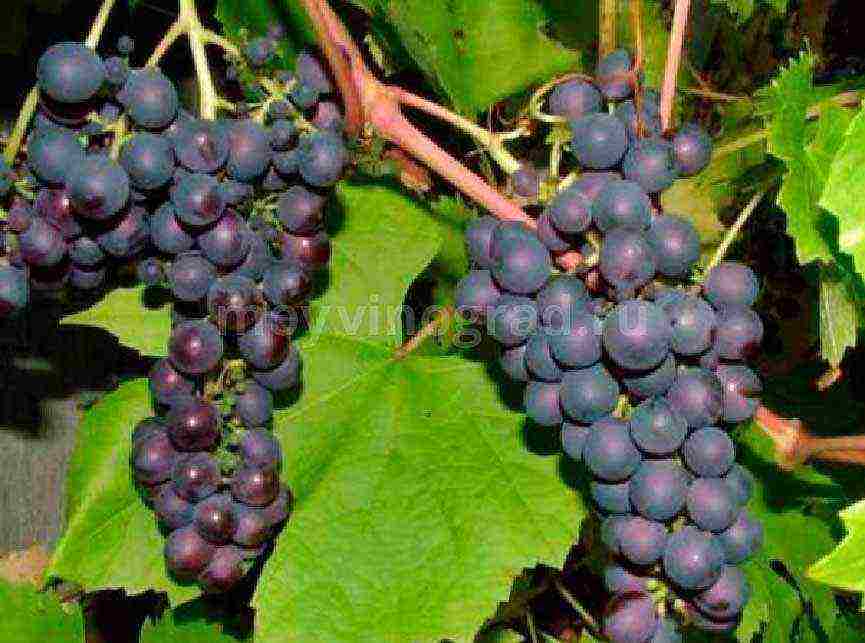 grapes for the Moscow region are the best variety