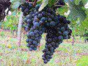 red grapes best varieties