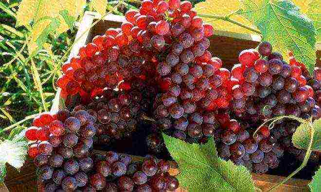 red grapes best varieties