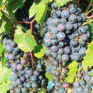 red grapes best varieties