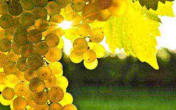 grapes in the kuban are the best varieties