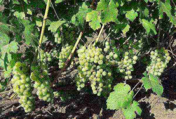 grapes in the kuban are the best varieties