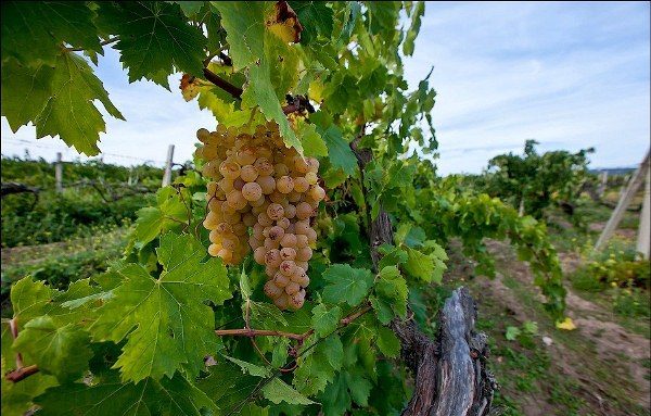 grapes in the kuban are the best varieties