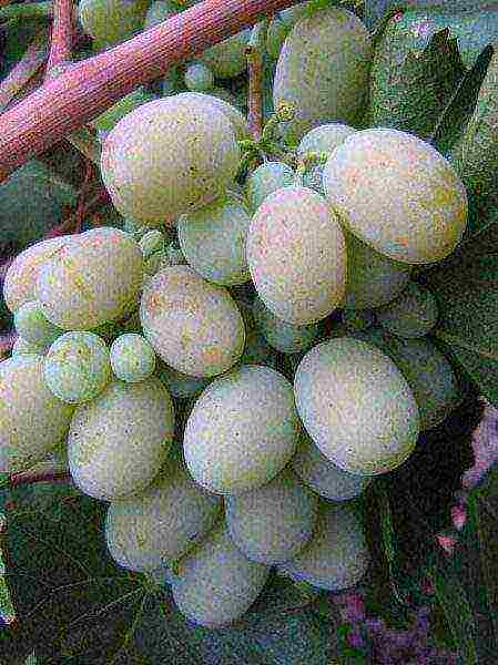 grapes in the kuban are the best varieties