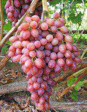 grapes in the kuban are the best varieties