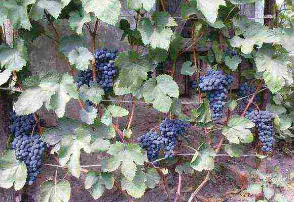 grape planting and care in the open field in udmurtia