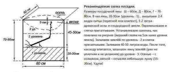 grape planting and care in the open field in udmurtia