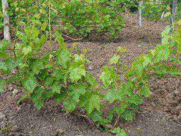 grape planting and care in the open field in udmurtia