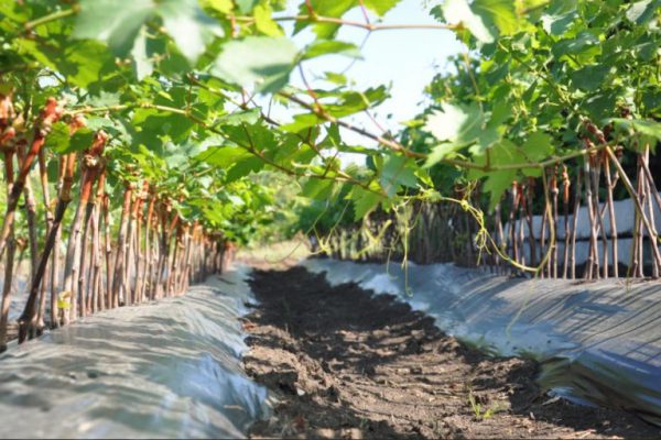 grape planting and care in the open field in udmurtia