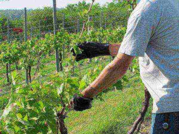 grape planting and care in the open field in udmurtia