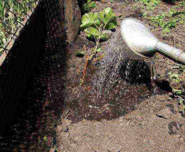 grape planting and care in the open field in udmurtia