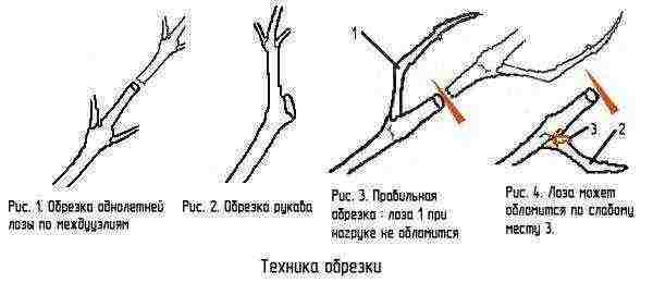 grape planting and care in the open field in udmurtia