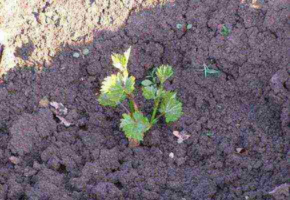 grape planting and care in the open field in udmurtia