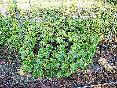 grape planting and care in the open field in udmurtia