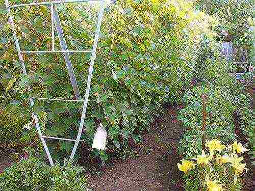 grape planting and care in the open field in udmurtia