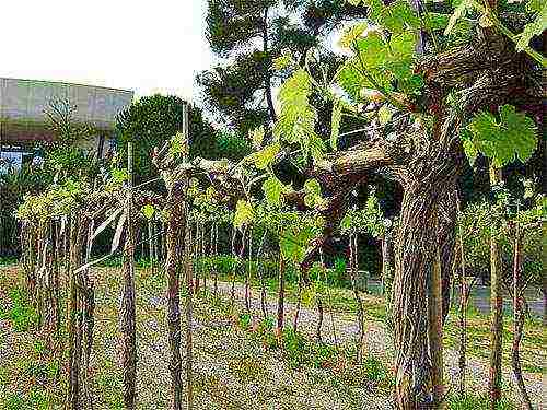 grape planting and care in the open field in udmurtia