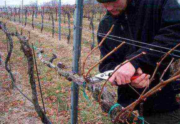 grape planting and care in the open field in udmurtia