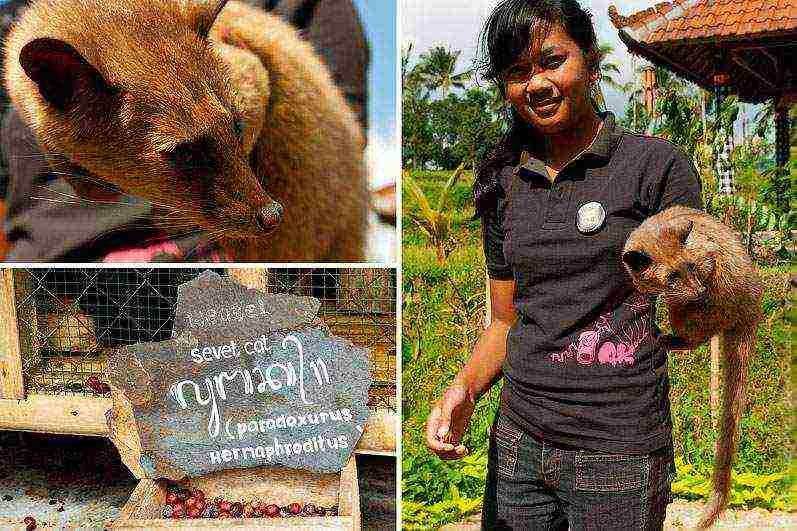 pumili ng pinakamahusay na uri ng kape