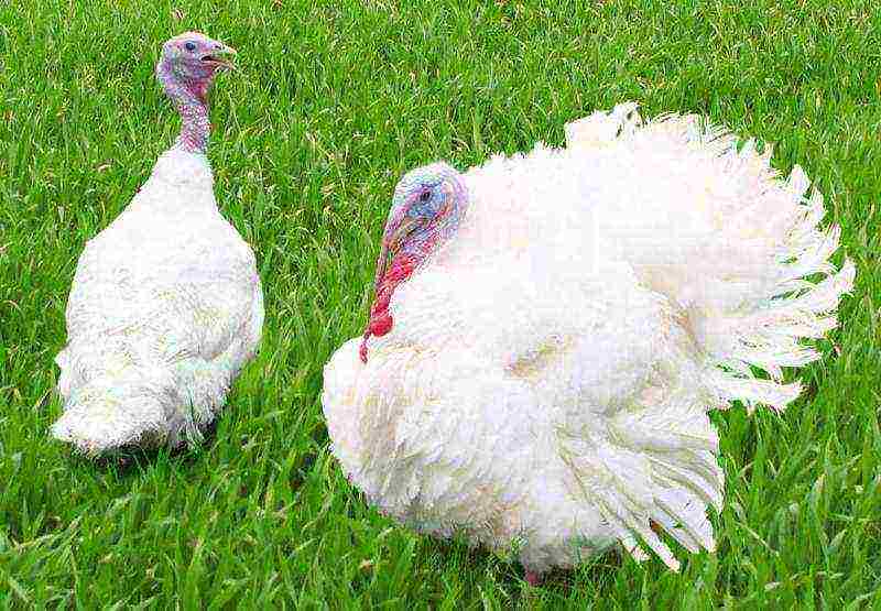 is it profitable to grow turkeys at home