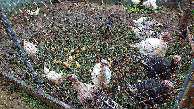 is it profitable to grow turkeys at home