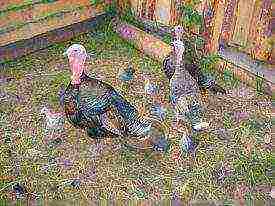 is it profitable to grow turkeys at home