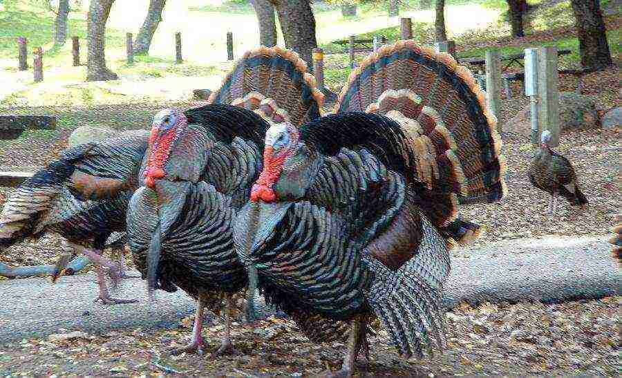 kumikita ba na palaguin ang mga turkey sa bahay