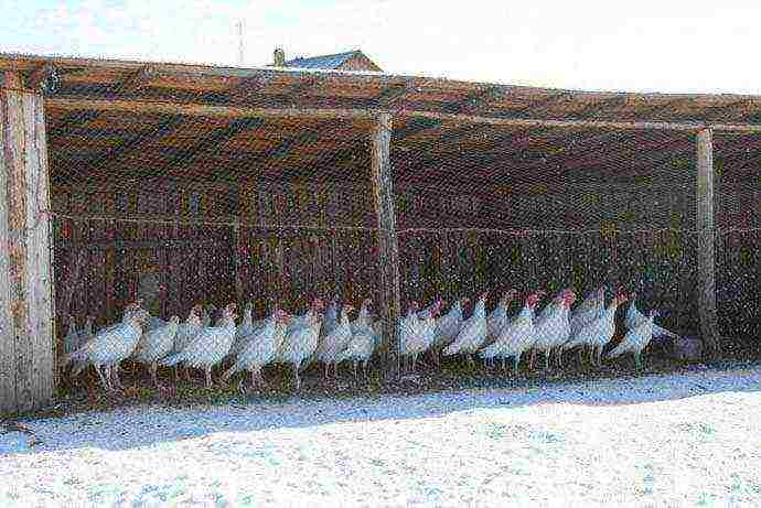 is it profitable to grow turkeys at home