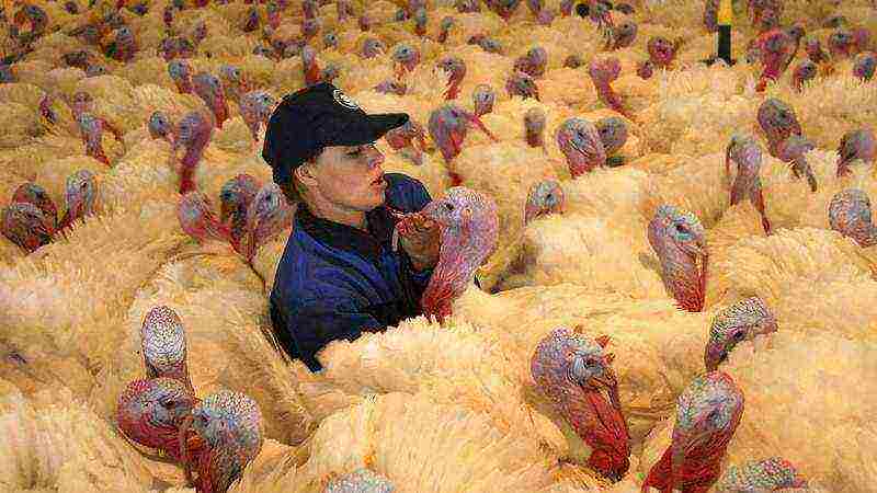 is it profitable to grow turkeys at home