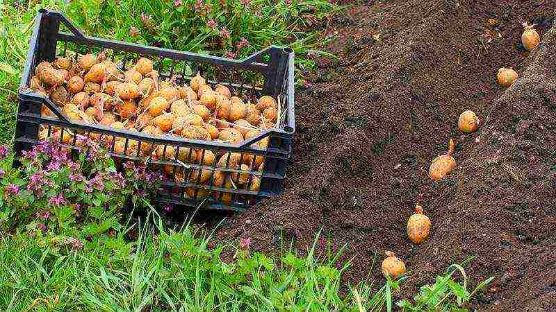 is it profitable to grow potatoes for small businesses