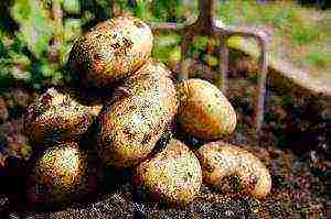 is it profitable to grow potatoes for small businesses