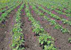 is it profitable to grow potatoes for small businesses