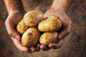 is it profitable to grow potatoes for small businesses