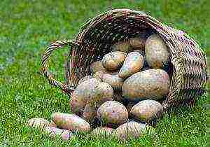 is it profitable to grow potatoes for small businesses