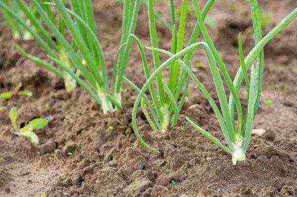 is it profitable to grow onions on a feather in a greenhouse in winter