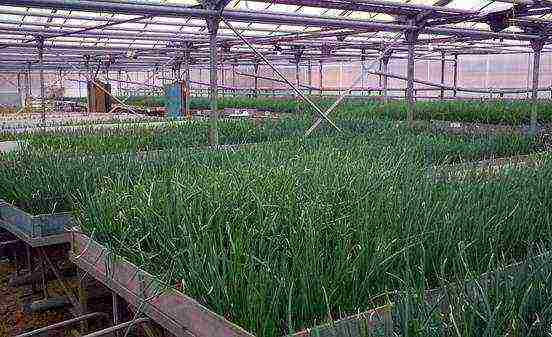 is it profitable to grow onions on a feather in a greenhouse in winter