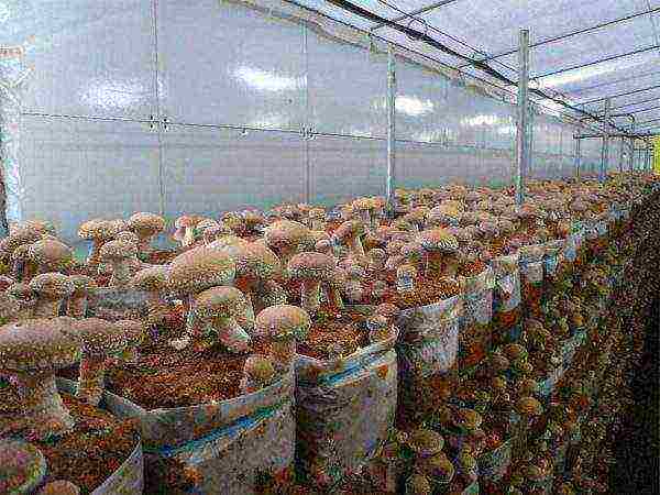 we grow mushrooms at home
