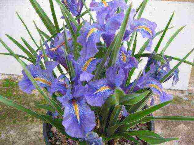 we grow iris at home