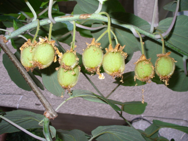 lumalaki kami ng kiwi sa bahay