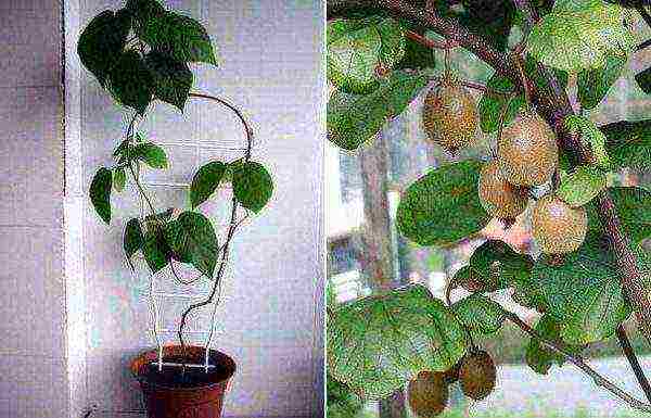 we grow kiwi at home