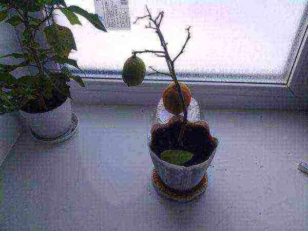 we grow kiwi at home