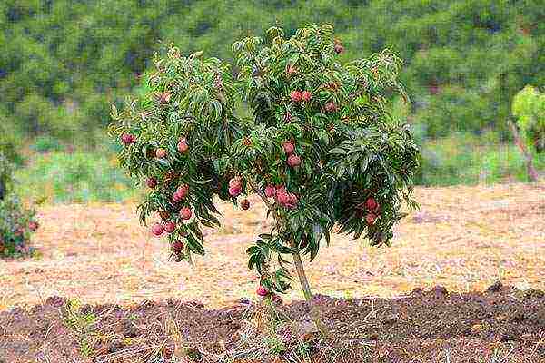 nagtatanim kami ng mga lychee sa bahay