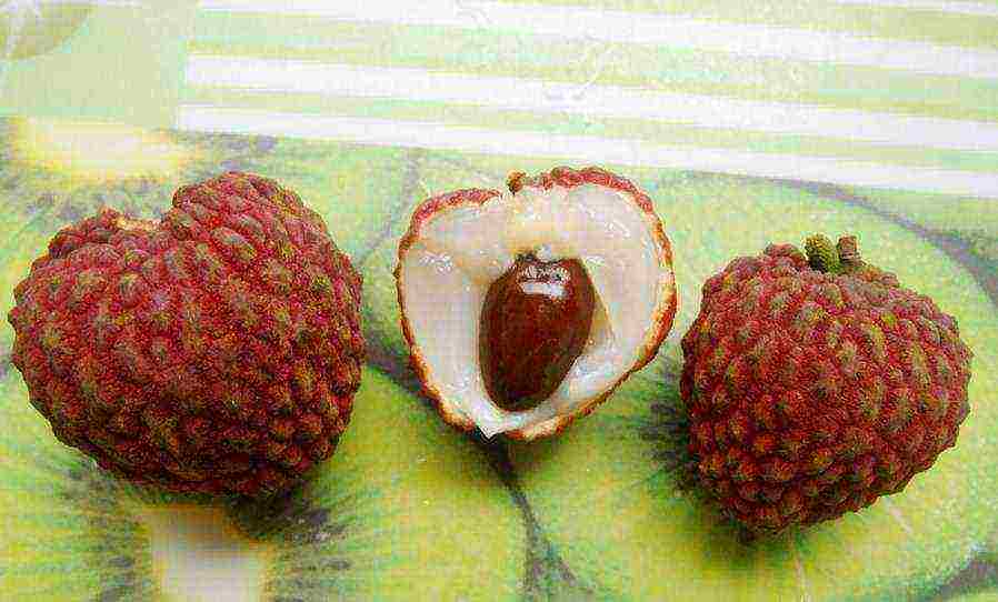 we grow lychees at home