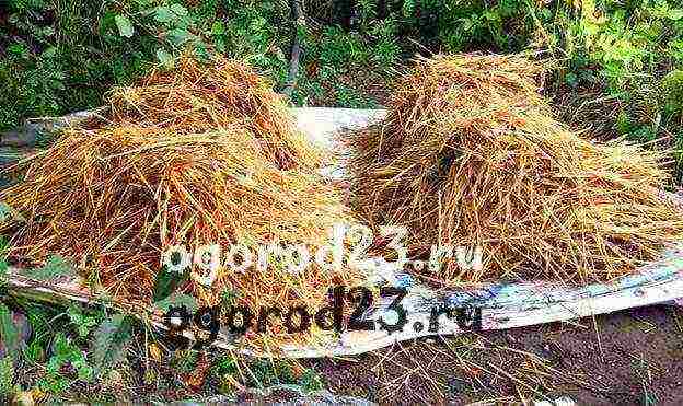 we grow mushroom mycelium at home from the mushroom ourselves