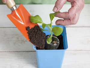 we grow petunia from seeds in peat tablets