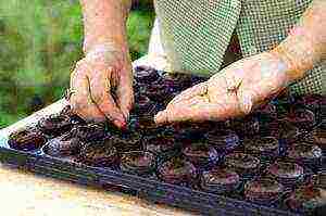 we grow petunia from seeds in peat tablets